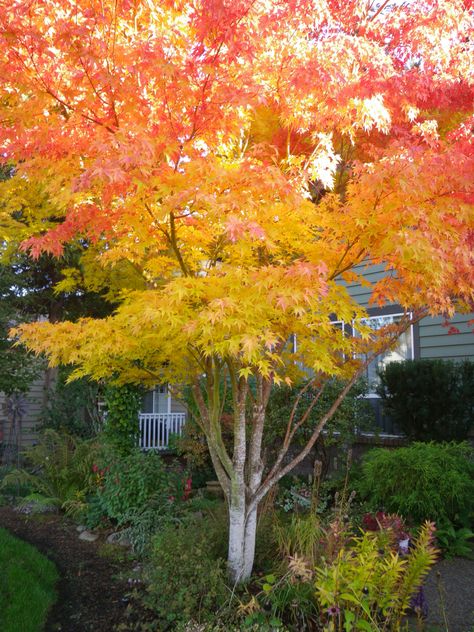 Fall - Coral Bark Maple Ornamental Trees Landscaping, Acer Garden, Coral Bark Maple, Coral Bark Japanese Maple, Privacy Landscaping, Maple Trees, Japanese Garden Design, Corner Garden, Japanese Maple Tree