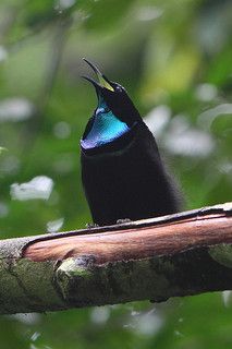 Male Victoria's Riflebird | Flickr: The Paradisaeidae: Birds of paradise Pool Bird Watcher, Australian Birds, Living Things, Bird Of Paradise, Exotic Birds, All Birds, Tropical Birds, Pretty Birds, Colorful Birds