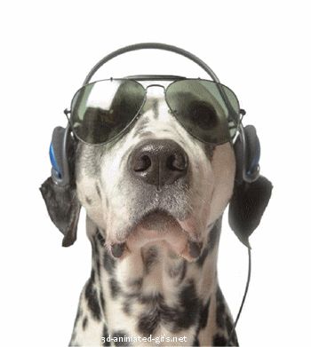 aninesmacadamnews: D.J. perruno Gif Transparent Background, Gif Transparent, Dog Stock Photo, Dancing Animals, Cute Funny Pics, Ray Ban Sunglasses Wayfarer, Dalmatian Dogs, Workout Music, Movie Director