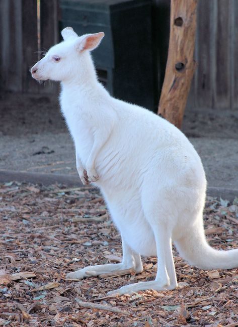 Albino Kangaroo, Albino Snake, Animal Oddities, White Kangaroo, Largest Horse Breed, Aussie Animals, Clydesdale Horses, Albino Animals, Australia Animals