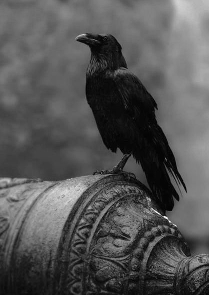 Willy Ronis, Quoth The Raven, Yennefer Of Vengerberg, Jackdaw, Crows Ravens, The Crow, Kung Fu Panda, Foto Art, Tower Of London