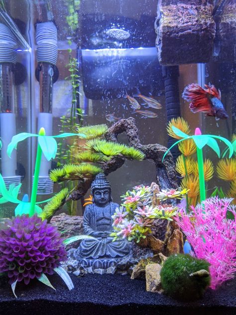 Betta Tanks, Cool Fish Tank Decorations, 10 Gallon Fish Tank, Asian Fish, Fish Tank Themes, Fish Tank Terrarium, Amazing Aquariums, Cool Fish Tanks, Diy Fish Tank