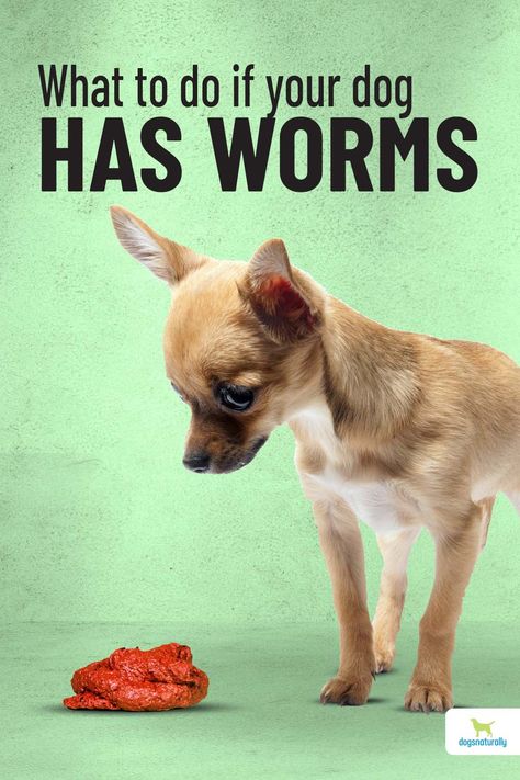 Diy Dog Dewormer, Dog Wormer Homemade, Natural Dog Dewormer Diy, How To Deworm A Dog Natural, Natural Dog Wormer Diy, Diy Dewormer For Dogs, Natural Wormer For Dogs, Dog Worms Remedy, How To Get Rid Of Worms In Dogs