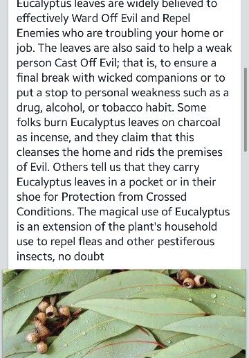 Eucalyptus leaves Eucalyptus Incense Meaning, Eucalyptus Witchcraft Uses, Eucalyptus Smudge Stick, Eucalyptus Meaning Witchcraft, Eucalyptus Spiritual Meaning, Eucalyptus Witchcraft, Eucalyptus Oil Benefits, Eucalyptus Smudge, Herb Magick