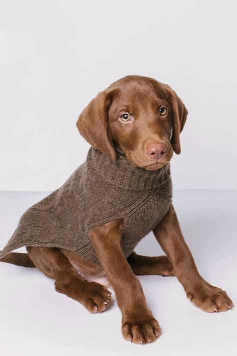 CABLE DOG SWEATER - ADOBE / XL Square Body Shape, Engraved Dog Collar, Knit Dog Sweater, Fancy Dog, Turtleneck Style, Square Body, Puppy Collars, Dog Sweater, Knit Pullover