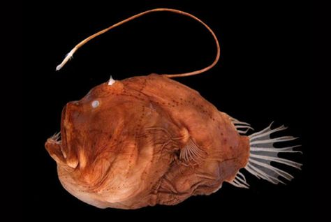 When you think of an anglerfish, you probably think of something like the creature above: Big mouth. Gnarly teeth. Lure bobbing from its head. Endless nightmares following. Humpback Anglerfish, Bioluminescent Animals, Female Angler, Ocean Depth, Creepy Facts, Deep Sea Creatures, Angler Fish, Science And Nature, Deep Sea