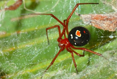 The Red Widow Spider | The 11 Most Common (And Deadly) Spiders In The US Red Widow Spider, Brazilian Wandering Spider, Red Widow, Spider Eating, Dangerous Spiders, Spider Fact, Poisonous Spiders, Spider Venom, Types Of Spiders