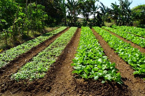 Food Forest Design, Veggie Garden Layout, Vegetable Garden Layout Design, Hydroponic Grow Systems, Vegetable Garden Planner, Farm Plans, Herb Farm, Vegetable Farming, Vegetable Garden Diy