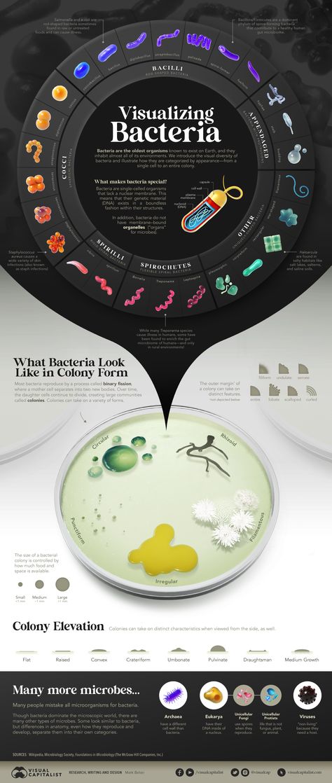 Visualized: The Many Shapes of Bacteria Microbiology Poster Ideas, Archea Bacteria, Bacteria Infographic, Bacterial Classification, Future Microbiologist, Shapes Of Bacteria, Scientific Infographic, Microbiology Poster, Microbiology Aesthetic