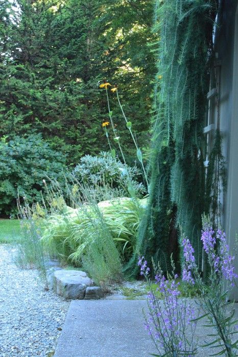 I fell in love with Larix about 5 years ago when I came across a stunner of a specimen in a clients garden.  It was huge and understandably just about the only thing they wanted to keep in their garden.   I never fell particularly compelled to have one of my own (probably because I have … Weeping Larch, Garden Design Ideas Inspiration, Spring Flowering Trees, Landscape Inspiration, Specimen Trees, Garden Design Ideas, Ornamental Trees, Design Landscape, Fall Plants