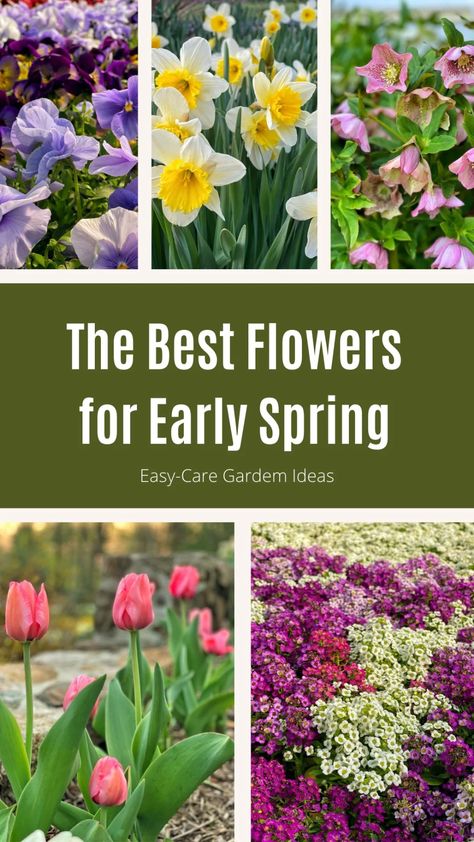 Early Spring Flowers Garden, Flowers That Bloom In Spring, Spring Flowers Garden Landscaping, Flowers To Plant In Spring, March Gardening, Modern Garden Landscape, Accessible Gardening, Spring Garden Ideas, Perfect Garden Layout