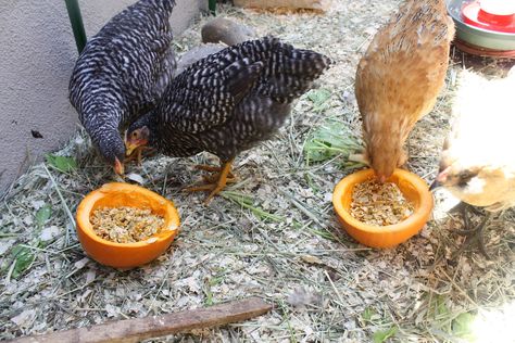 Sunny Simple Life: Pumpkin Seeds as a Dewormer for Chickens Chicken Pumpkin, Raw Pumpkin Seeds, Chicken Care, Chicken Life, Chickens And Ducks, Chicken Health, Chicken Feeder, Chicken Coop Ideas, Crazy Chicken Lady