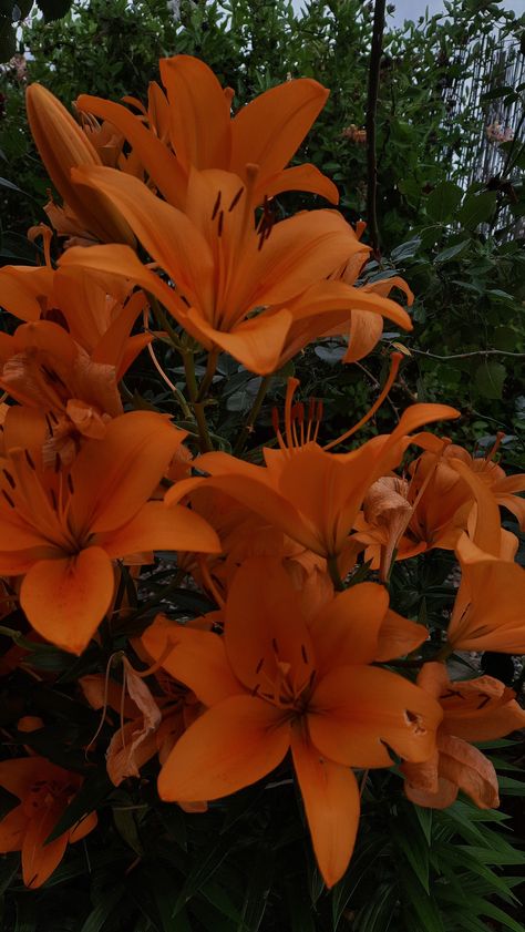 #lilies #dark #flowers #darkaesthetic Orange Lilies, Orange Lily, Diamond Core, Hibiscus Plant, Dark Flowers, Nothing But Flowers, Orange Aesthetic, Flower Therapy, Beautiful Bouquet Of Flowers