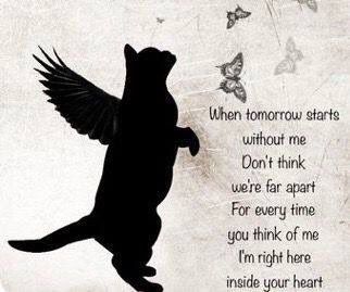 Pet Quotes Cat, I Miss My Cat, Cat Poems, Cat Sympathy, Cat Loss, Pet Remembrance, Angel Cat, Pet Sympathy, A Black Cat