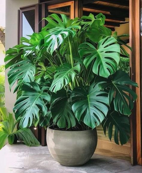 Tropical Garden Design, Potted Plants Outdoor, Living Room Plants, Large Flower Pots, Inside Plants, Flower Pots Outdoor, Plant Decor Indoor, House Plants Decor, House Plants Indoor