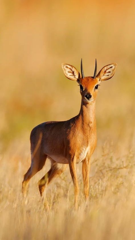 Regard Animal, African Antelope, Animal Photography Wildlife, Wild Animals Photography, Wild Animals Photos, Deer Photos, Deer Illustration, Wild Animals Pictures, Trending Pins