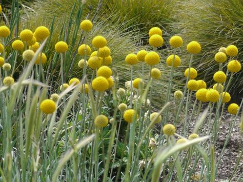 Australian Native Plants | Australian Plants Society Victoria Native Australian Garden, Native Landscaping, Sunny Room, Australian Garden Design, Bush Garden, Native Gardens, Australian Native Garden, Billy Buttons, Australian Flowers