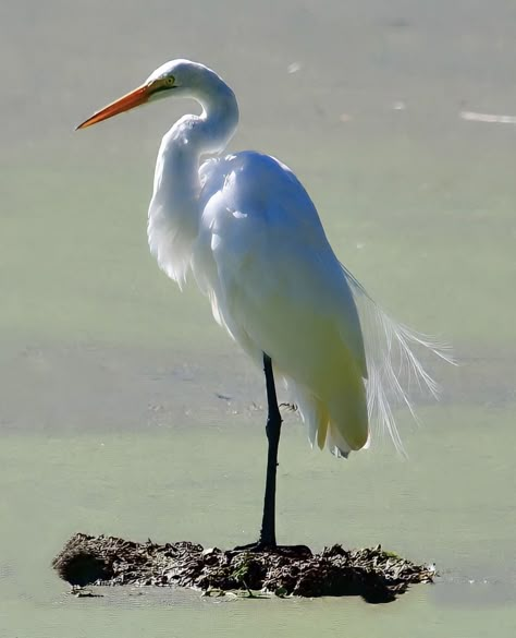 Egret Photography, Heron Photography, Heron Painting, Heron Photo, Great White Egret, Egret Bird, Weird Birds, Snowy Egret, Heron Art