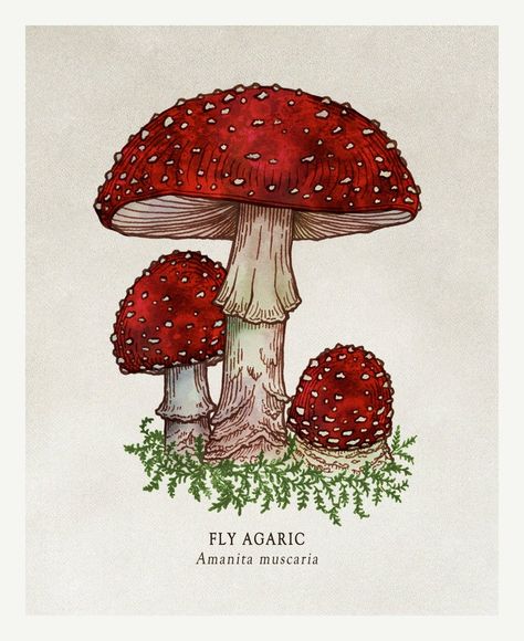 Bower Studios, Fly Agaric Mushroom, Amanita Muscaria, Arte Indie, 동화 삽화, Fly Agaric, Mushroom Drawing, Arte Sketchbook, Mushroom Art