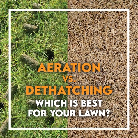 How To Dethatch Your Lawn, Aerating Your Lawn, Turf Yard, Lawn Aeration, Overseeding Lawn, Dethatching Lawn, Organic Lawn Care, Grass Landscape, Aerate Lawn