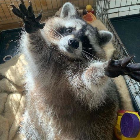 Pet Raccoon, Cute Raccoon, Raccoon Funny, Trash Panda, Real Quick, Silly Animals, Racoon, Cute Wild Animals, Cute Animal Photos