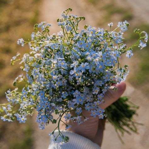 Forget Me Not Forget Me Not Seeds, What Hurts The Most, Flower Mural, Forget Me Not Flower, Flower Room, We Are Best Friends, Forget Me Nots, Community Gardening, Forget Me Not