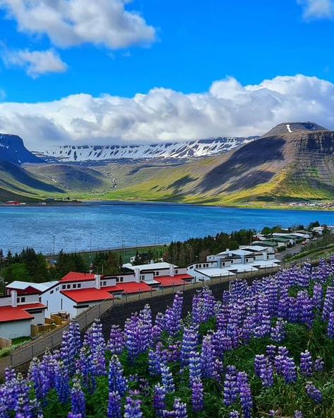 🌍✨ Explore Iceland in 2026 – Special Sale Happening Now! ✨🌍 Our 2026 Group Iceland Cruise just got even better! 🚢 Take advantage of an additional $150 off the group rates, available TODAY ONLY. Don’t miss your chance to experience Iceland’s breathtaking beauty with these exclusive savings! 💎 Today’s Sale Pricing for Two People (Per Cabin): • Prime Concierge Class Room: $5405.70 • Verandah Room: $5201.70 • Interior Room: $4251.70 🌟 Included in Your Package: ✔️ Prepaid gratuities ✔️ Trave... Iceland Culture, Iceland Cruise, Group Cruise, Reykjavik Iceland, Interior Room, Class Room, Reykjavik, Round Trip, Travel Insurance