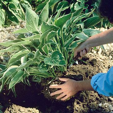 Keep your hostas healthy and thriving -- or simply make more to spread through your garden or to share with friends with these easy tips for dividing hostas. Divide Hostas, Hosta Gardens, Hosta Plants, Have Inspiration, Garden Yard Ideas, Replant, Yard Work, Perennial Garden, Shade Plants