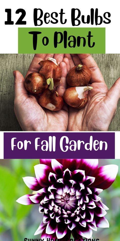 Garden Bulbs Ideas, Fall Planted Bulbs, What Bulbs To Plant In Fall, Best Bulbs To Plant In The Fall, Fall Bulbs To Plant, What To Plant In Fall Garden, Perennial Bulbs To Plant In Fall, Flower Bulbs To Plant In Fall, Fall Flower Garden Ideas