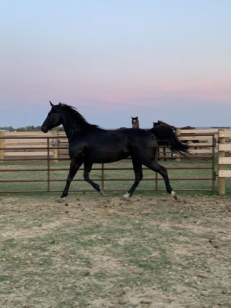 Black Quarter Horse Mare, Black Quarter Horse, Quarter Horses, American Quarter Horse, Black Horses, Thoroughbred Horse, Red Deer, Donkeys, Quarter Horse