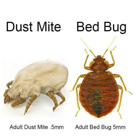 At first glance, bed bugs and dust mites picture looks nearly the same. Brownish to the orange color of the body, both are round and are tiny insects. But bed bugs and dust mites picture is deceiving. Dust Mites Bites, Get Rid Of Spiders, Adult Bed, Baking Soda Benefits, Bed Bug Bites, Skin Rashes, Bug Killer, Natural Hair Mask, Clean Life