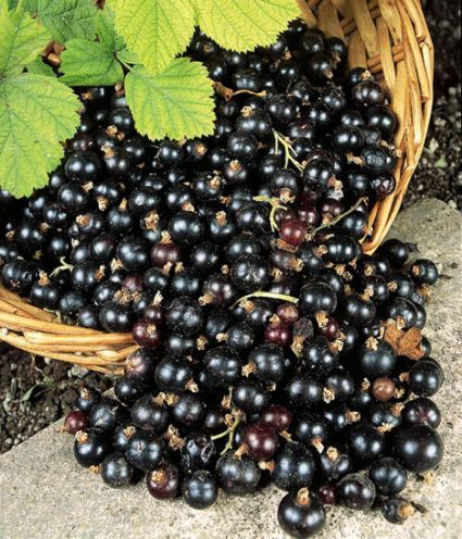 Black Currants Black Currant Recipes, Black Currant Jam, Currant Recipes, Currant Jam, Blackberry Jam Recipes, Sugar Apples, Curd Recipe, Blackberry Jam, Forbidden Fruit