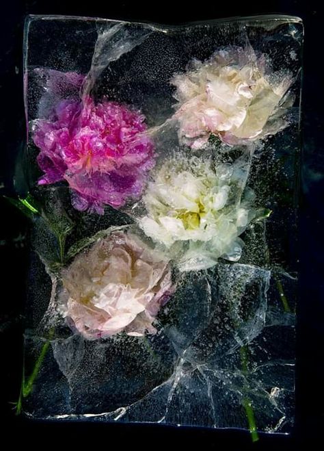 Photography Cyanotype, Iced Flowers, Flowers In Ice, Frozen Plants, Frozen Flowers, Ice Flowers, Flower Ice Cubes, Ice Photo, Ice Photography