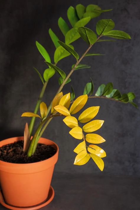 Identify Plants By Leaves, Care For Zz Plant, Zz Plant Care Yellow Leaves, Yellowing Leaves On Plants, Zz Plant Decor, Propagate Zz Plant, Zz Plant Propagation, Yellow Leaves On Plants, Plants With Colorful Leaves