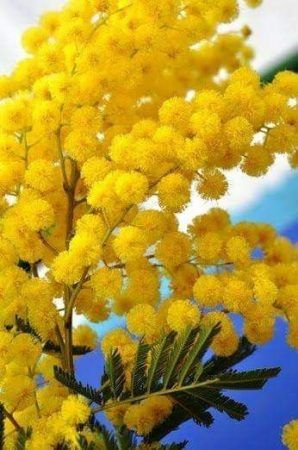 Exaltatum Mimosa Gold Review Mimosa Tree, Earth Beautiful, Mimosa Flower, Australian Native Flowers, Most Beautiful Flowers, Flowering Trees, Exotic Flowers, Beautiful Tree, Flowers Nature