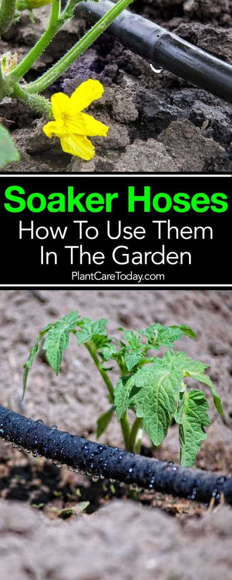 Soaker Hose: What Are They, How To Use A Drip Hose In The Garden Garden Irrigation Ideas, Garden Irrigation Ideas Diy, Watering Garden Ideas, Drip Hose, Water Evaporation, Garden Watering System, Water Irrigation, Ferns Garden, Soaker Hose