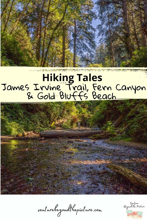 The James Irvine Trail is an incredible hike through a dense redwood forest, leading down to Gold Bluffs Beach and the popular Fern Canyon. Along the way, you can spot redwood sorrel, with its heart-shaped, clover-like leaves, banana slugs, or even Roosevelt Elk, that live in this unique habitat. Redwood Sorrel, Prairie Creek Redwoods State Park, Outdoor Adventure Photography, Roosevelt Elk, Banana Slugs, Fern Canyon, Redwood Tree, Hiking National Parks, Hiking Guide