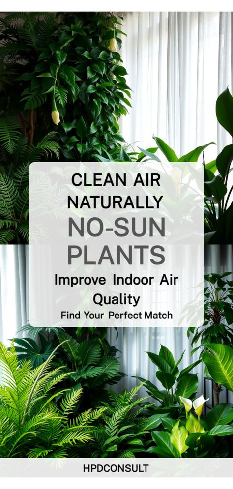 Air-Purifying Plants Air Cleaning Plants Indoor, Best Air Cleaning House Plants, Natural Ways To Purify The Air, Indoor Plants Air Purifying, Indoor Plants That Need No Sunlight, Indoor Plants That Purify The Air, Plants That Purify Indoor Air, Plants That Clean Indoor Air, Indoor Plants For Air Purification