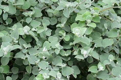 Helichrysum Petiolare, Licorice Plant, Liquorice Plant, Silver Licorice, Helichrysum Petiolatum, silver foliage perennial, Drought resistant plant Helichrysum Petiolare, Licorice Plant, Moonlight Garden, Silver Plant, Creeping Phlox, Drought Resistant Plants, Sun Loving Plants, Potato Vines, Drought Resistant