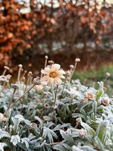 Spring Winter Aesthetic, Winter Spring Aesthetic, Aesthetic Outside, Frosted Flowers, Flowers Winter, Pretty Aesthetic, Winter Plants, Winter Nature, Winter Flowers