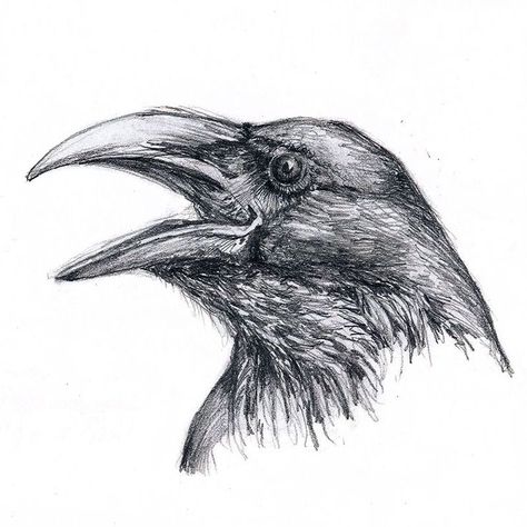 Easy Birds Pencil Drawing Raven Pen Drawing, Crow Sketch Pencil, Raven Pencil Drawing, Drawing Ravens Sketch, Crow Pencil Drawing, Raven Ink Drawing, Crow Ink Drawing, Raven Drawing Sketch, Crow Drawing Sketch