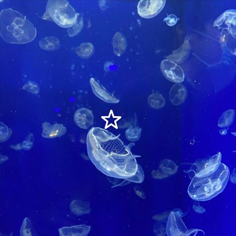 Fantasy Water Aesthetic, Jellyfish Blue Aesthetic, Aquarium Aesthetic Jellyfish, Ocean Creatures Aesthetic, Jellyfish Aquarium Aesthetic, Sealife Aesthetics, Aquarium Wallpaper Aesthetic, Aquarium Widget, Aquariums Aesthetic