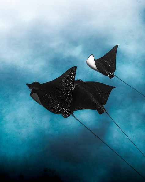 Great Barrier Reef Sting Ray Aesthetic, Soar Like An Eagle, Cardboard Animals, Eagle Ray, Biology Art, Beautiful Sea Creatures, Underwater Life, Pretty Animals, An Eagle