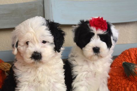 Sheep A Doodle Dog, Mini Sheepadoodle, Cute Pitbull Puppies, Big Fluffy Dogs, Sheepadoodle Puppy, Bernedoodle Puppy, Doodle Dog, Old English Sheepdog, Fluffy Dogs