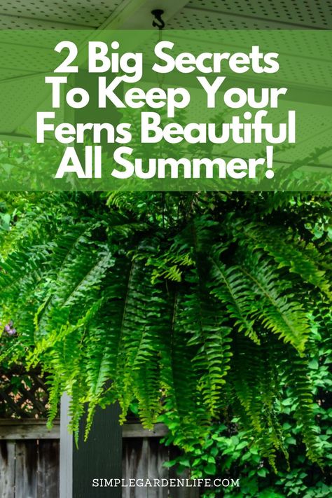 2 big secrets to keep your ferns beautiful all summer by simplegardenlife.com Ferns On Patio, Ferns In Planters Front Porches, Ferns Hanging On Front Porch, Hanging Ferns Outdoors, How To Hang Ferns On Front Porch, How To Keep Ferns Healthy, How To Care For A Boston Fern, Ferns And Epsom Salt, Fern Planters Ideas Front Porch