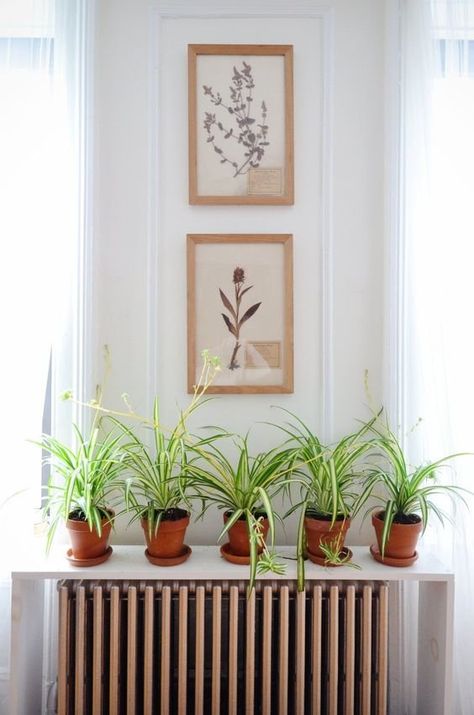 minimalist shelf put on the floor above the radiator works as a plant stand Radiator Shelf, Ficus Pumila, Houseplants Low Light, Minimalist Shelves, Brooklyn Apartment, Design Seeds, Free Plants, Spider Plants, Natural Home Decor