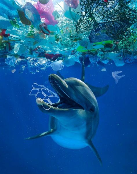 This needs to stop.  Scientists estimate that there are 5.25 trillion bits of plastic debris in the oceans worldwide — that's more plastic pieces than stars in our galaxy! Awareness is the first step of change. تلوث المياه, Common Bottlenose Dolphin, Pacific Garbage Patch, Great Pacific Garbage Patch, Marine Turtle, Marine Wildlife, Fauna Marina, Ocean Pollution, Bottlenose Dolphin