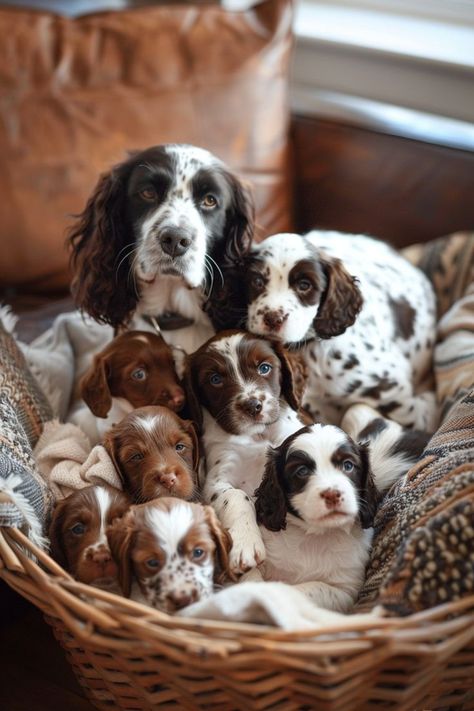 Find out the average number of puppies Springer Spaniels have and what factors might affect the size of their litters. Perfect for prospective dog owners and breeders! Country Dogs, Springer Puppies, Springer Spaniel Puppy, English Springer Spaniel Puppy, Dogs Images, Springer Spaniel Puppies, Scorpio Traits, Most Beautiful Dogs, Hound Puppies