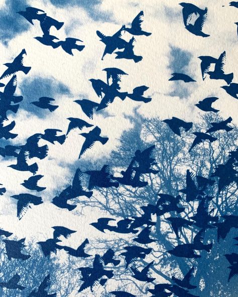 A #throwbackthursday to my double exposure tea toned cyanotype experiments from last year. I plan to revisit this imagery soon, but maybe using a new (to me) process . . . . . . #cyanotype #doubleexposure #starlings #murmuration #teatone Photography Blue Aesthetic, Double Exposure Cyanotype, Cyanotype On Fabric, Cyanotype Shirt, Toned Cyanotype, Blue Cyanotype, Cyanotype Ideas, Cyanotype Photography, Cyanotype Art