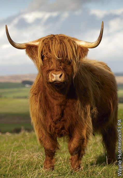 The Cow With Two Woolly Coats Long Horns, Highland Cow Art, Scottish Highland Cow, Fluffy Cows, Cow Pictures, Beef Cattle, Highland Cows, Brown Cow